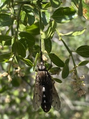 Mycteromyia conica