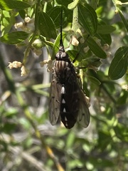Mycteromyia conica
