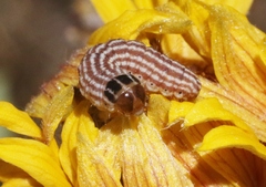 Schinia volupia