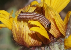 Schinia volupia