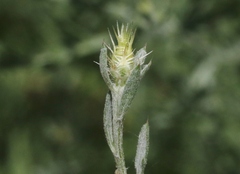 Centaurea diffusa