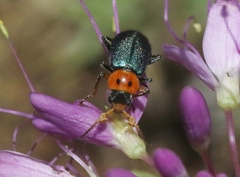 Collops bipunctatus