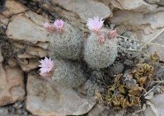 Escobaria tuberculosa