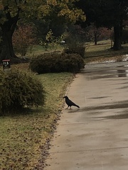 Corvus