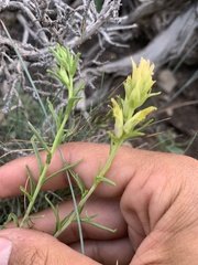 Castilleja flava flava