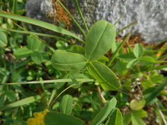 Trifolium badium