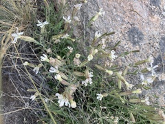 Silene douglasii