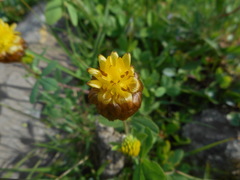 Trifolium badium