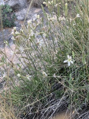 Silene douglasii