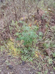 Lupinus montanus