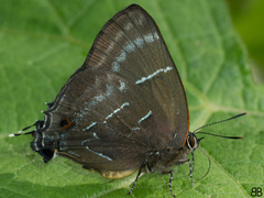 Parrhasius selika