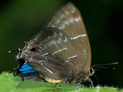 Parrhasius selika