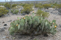 Opuntia orbiculata