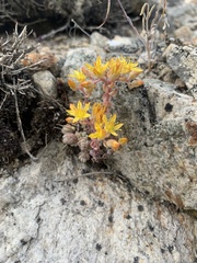 Sedum debile
