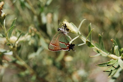 Callophrys dospassosi