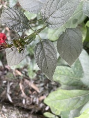 Lantana camara