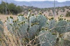 Opuntia orbiculata