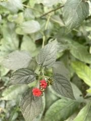 Lantana camara