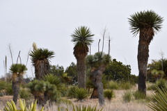 Yucca faxoniana