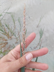 Panicum amarum