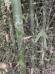 Dendrocalamus giganteus