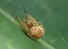 Araniella
