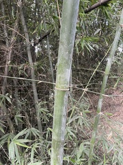 Dendrocalamus giganteus