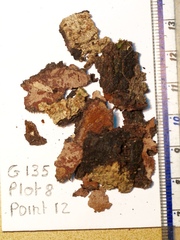 Annulohypoxylon moriforme