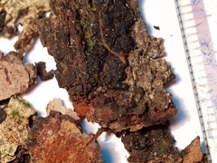 Annulohypoxylon moriforme