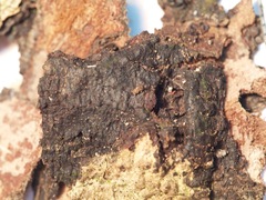 Annulohypoxylon moriforme