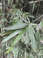 Dendrocalamus giganteus