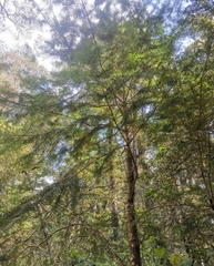 Abies flinckii