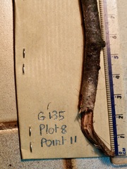 Annulohypoxylon moriforme