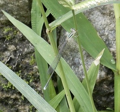 Aciagrion occidentale