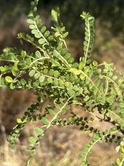 Sophora microphylla