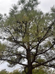 Pinus taeda