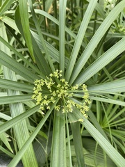 Cyperus alternifolius