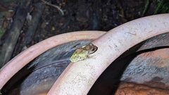 Kurixalus eiffingeri