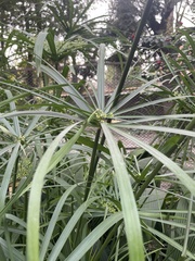 Cyperus alternifolius