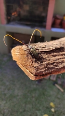 Retrachydes thoracicus