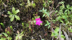 Pinguicula mesophytica