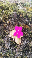 Pinguicula mesophytica