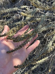 Artemisia californica