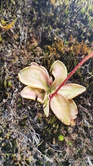 Pinguicula mesophytica