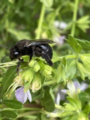 Cadeguala occidentalis