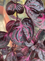 Magnoliopsida
