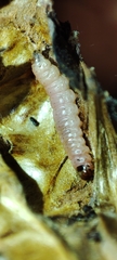 Ectomyelois ceratoniae