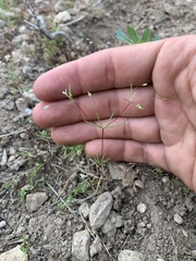 Linanthus harknessii