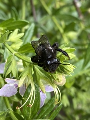 Cadeguala occidentalis