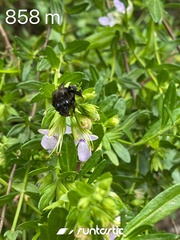 Cadeguala occidentalis